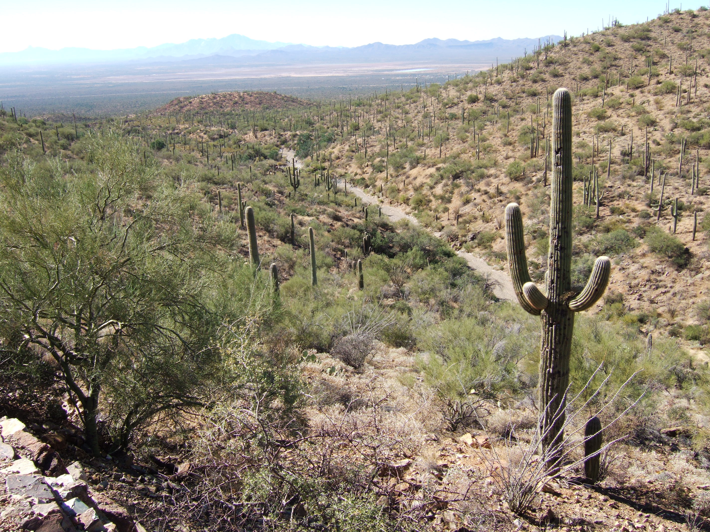 Saguaro NP, Arizona